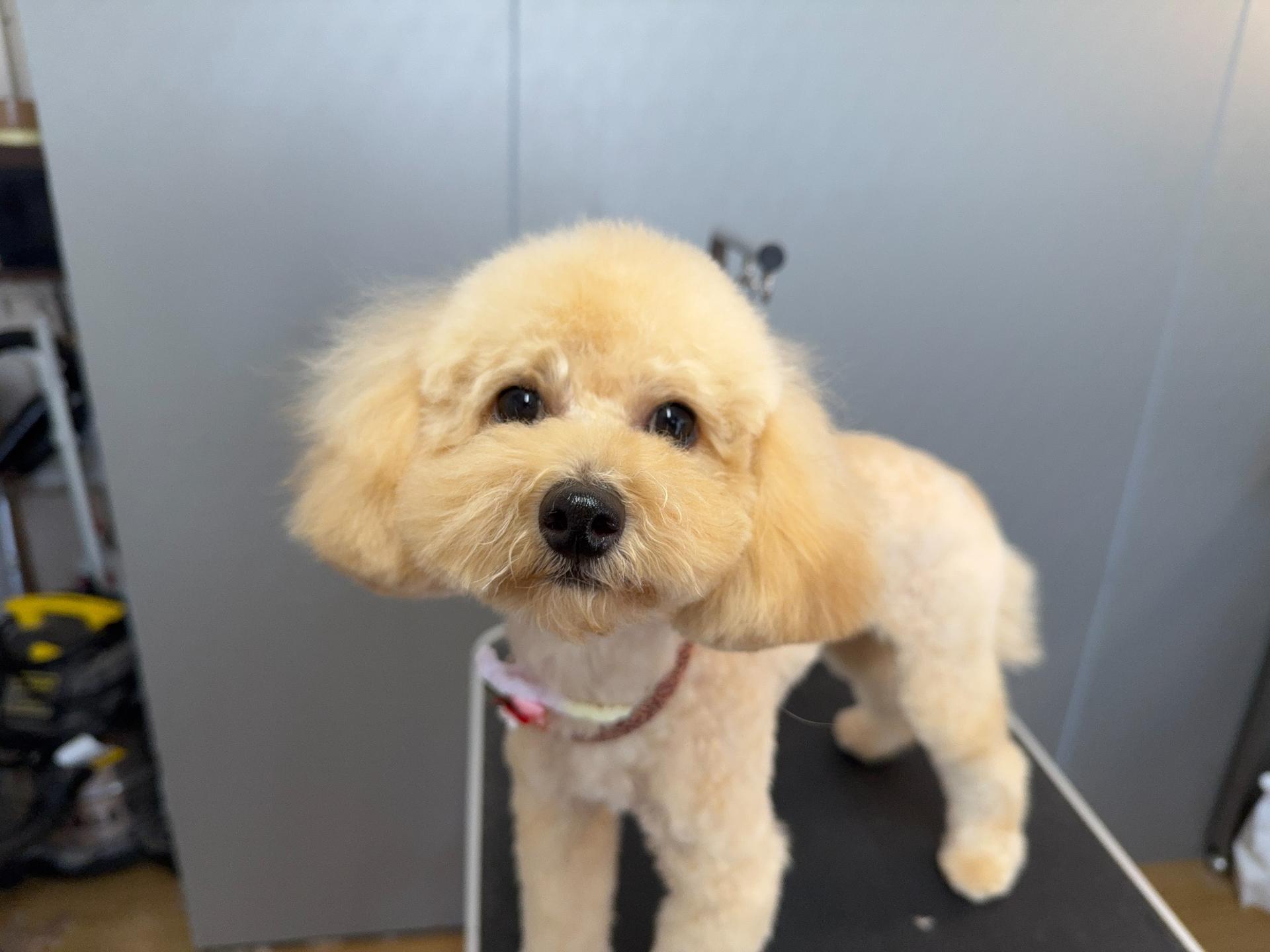 ドッグサロンLibraトリミング