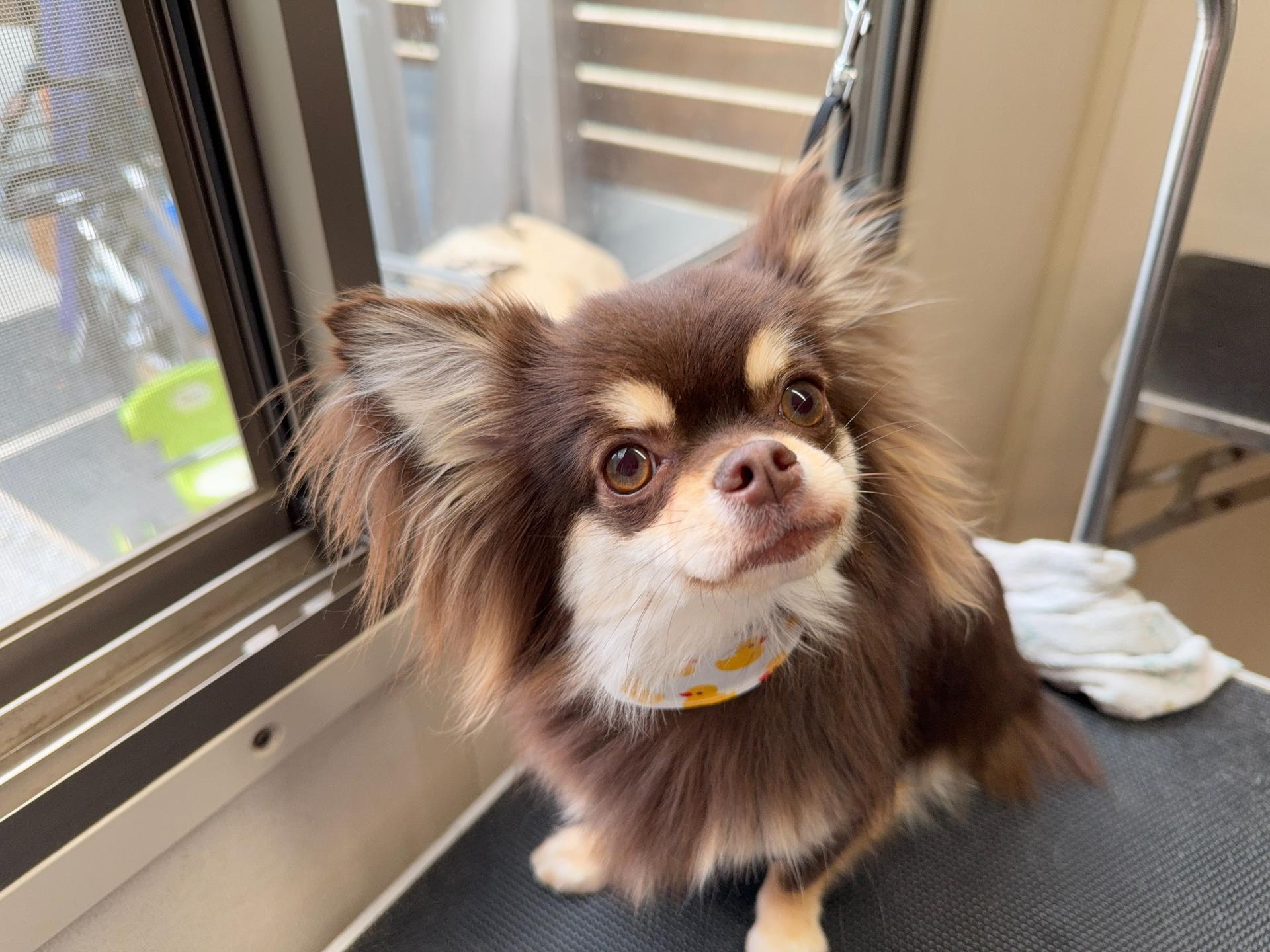 ドッグサロンLibraトリミング