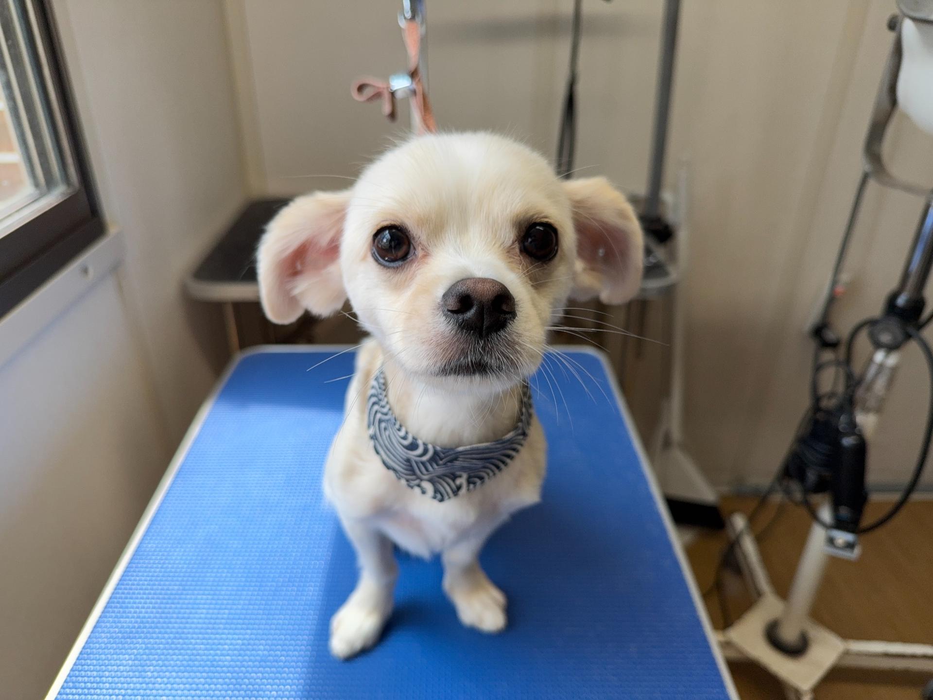 ドッグサロンLibraトリミング