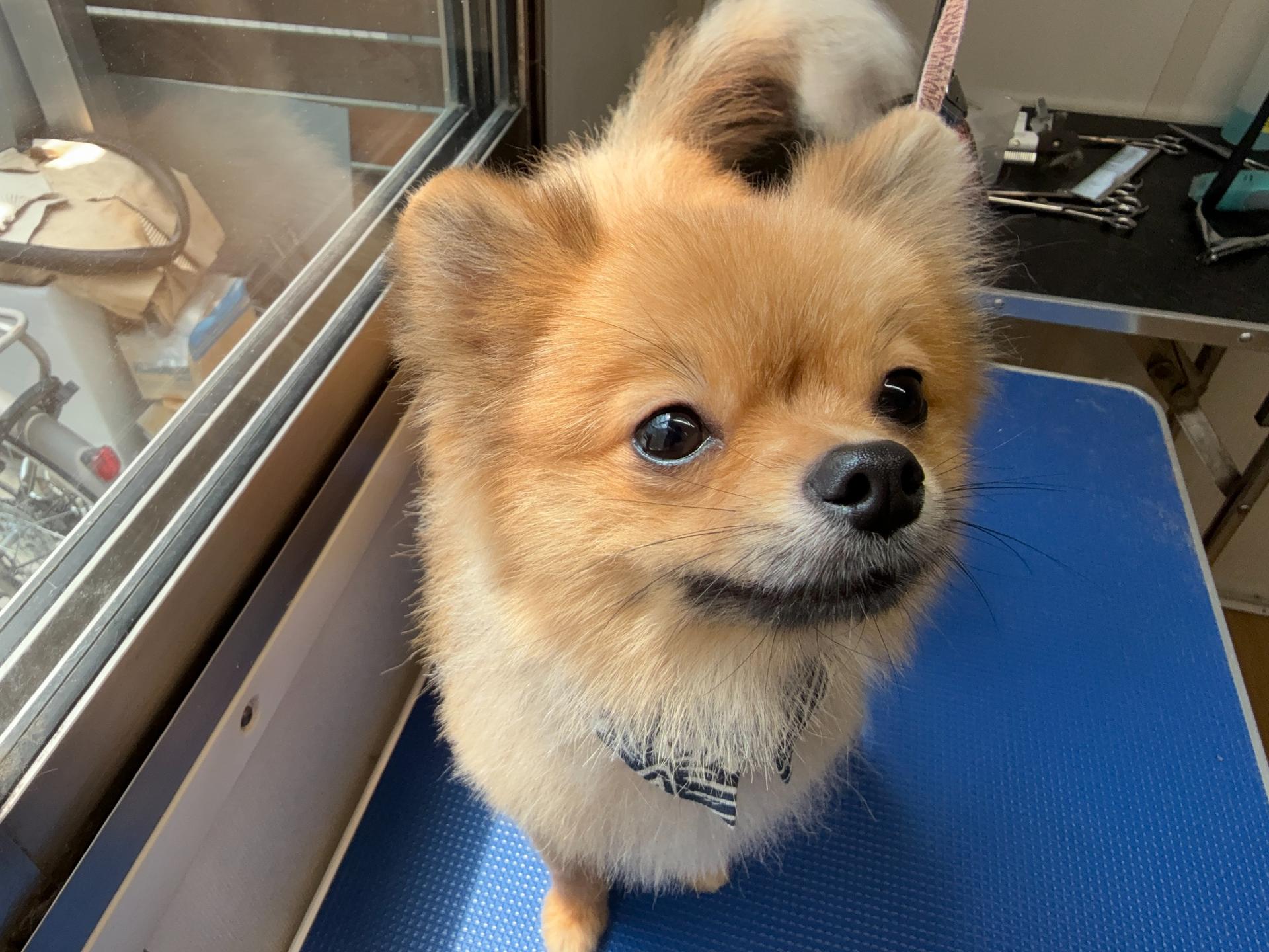 ドッグサロンLibraトリミング