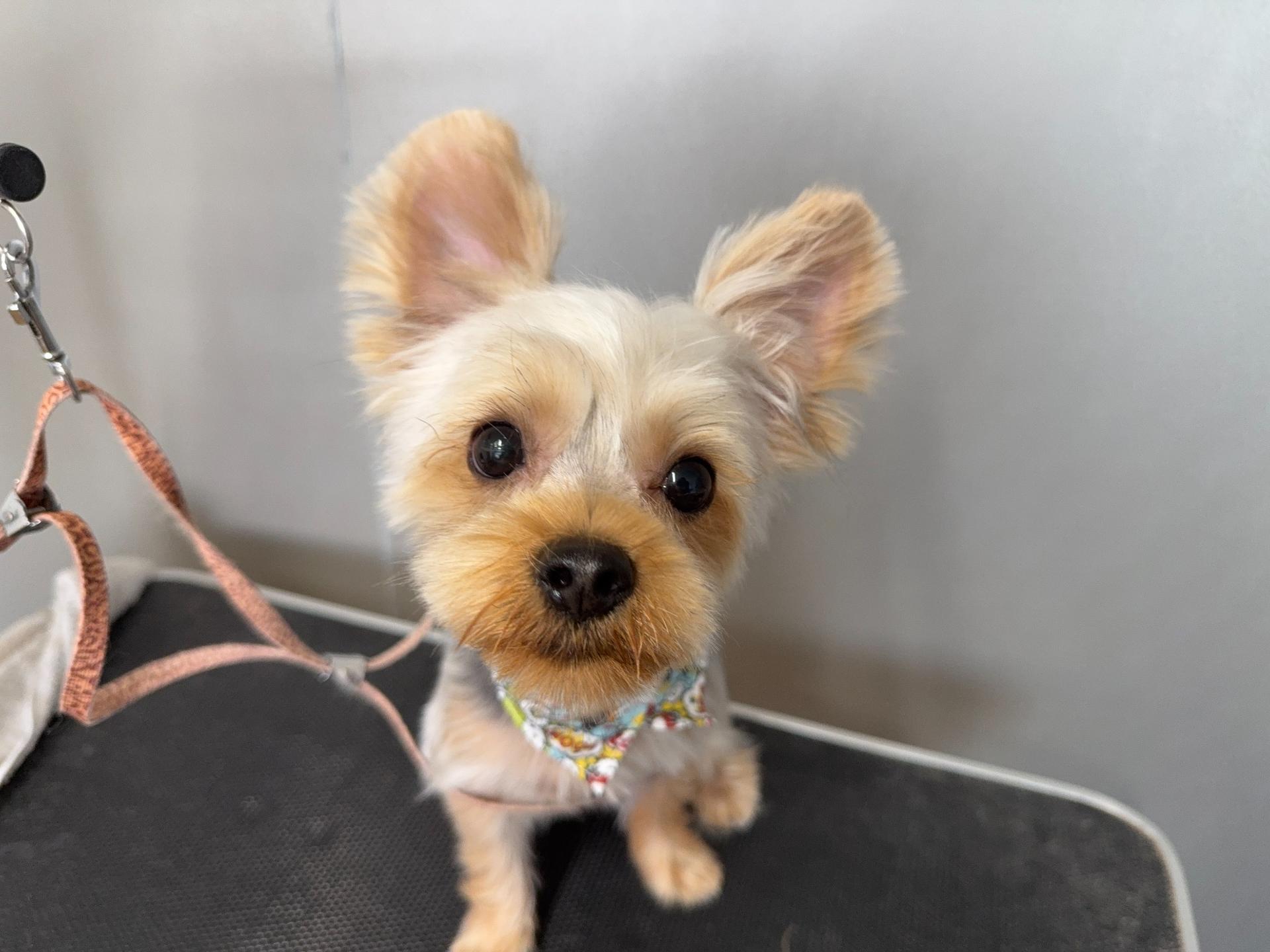 ドッグサロンLibraトリミング