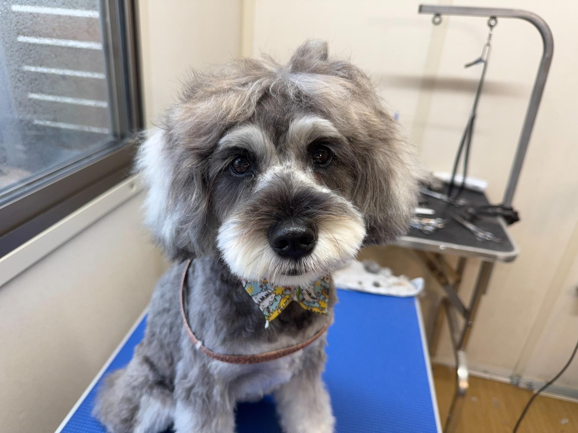 ドッグサロンLibraトリミング